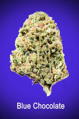 Maggie's Signature Stash | Blue Chocolate | H | Loose Flower