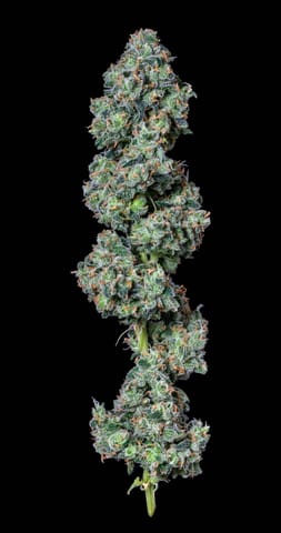 Alt Sol | Jack Herer | 3.5g