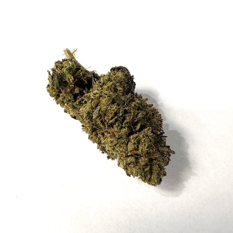 Blue Snow Cone (Wicked Flower Farms)