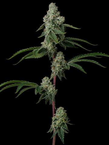 Dulce de Uva