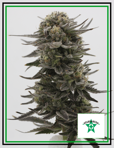 Buds - Knockout Punch