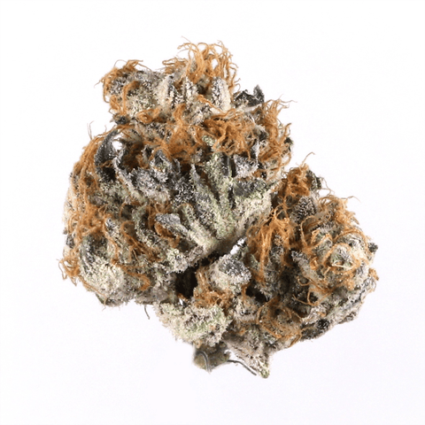 Livwell | Shadow Wolf | SH | - 14G