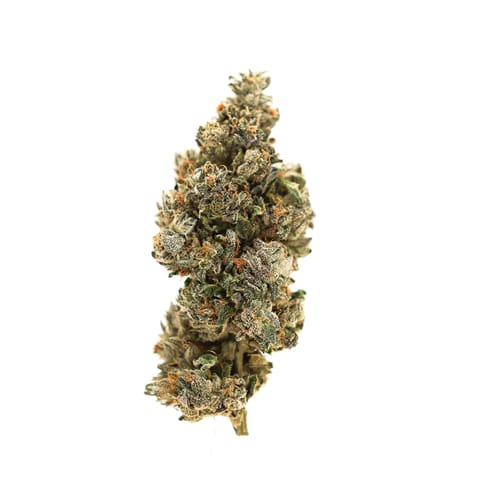 (REC) Lemon #18 - 3.5g