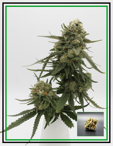 Buds - Blueberry Pineapple