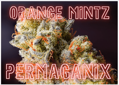 Orange Mintz Flower PermaGanix