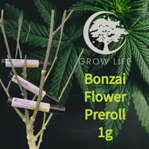 Bonsai Pre-Roll Banana OG Creativity 1g (REC)