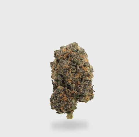 HAYLOW - POP ROCKETS - BULK GOLD TIER BUD