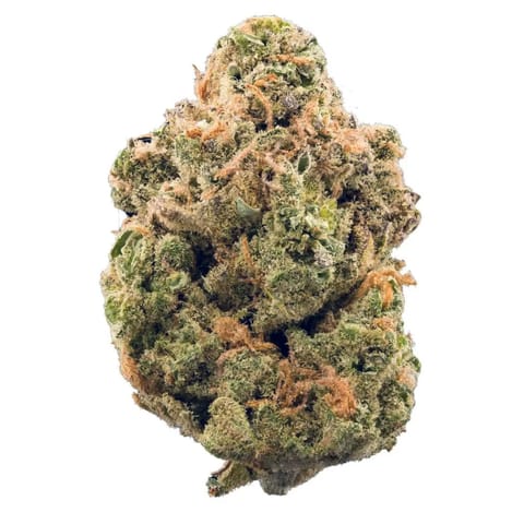 Blueberry Silvertip