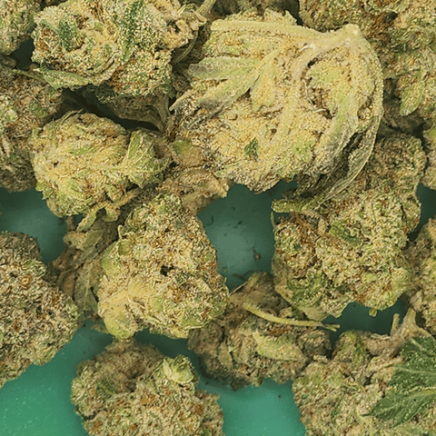 Sherbama Bulk Flower - .