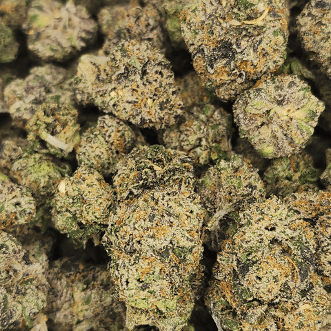 BOW HOUSE | BOWHOUSE RUNTZ | BULK FLOWER