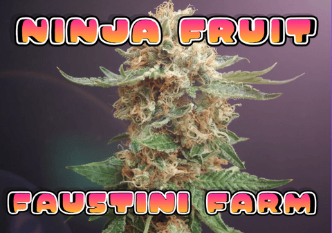 Ninja Fruit Flower Faustini Farm