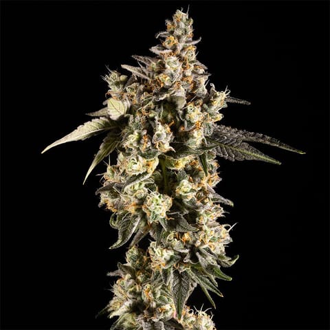 14ER | Grimace OG | 3.5G