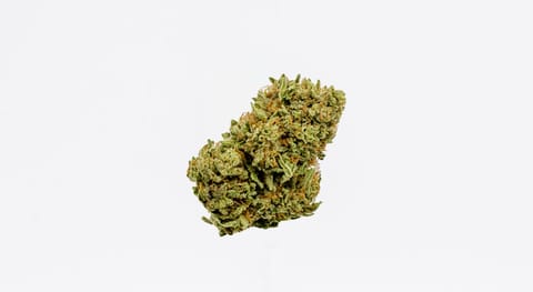 Jelly Delight (East Fork Cultivars)