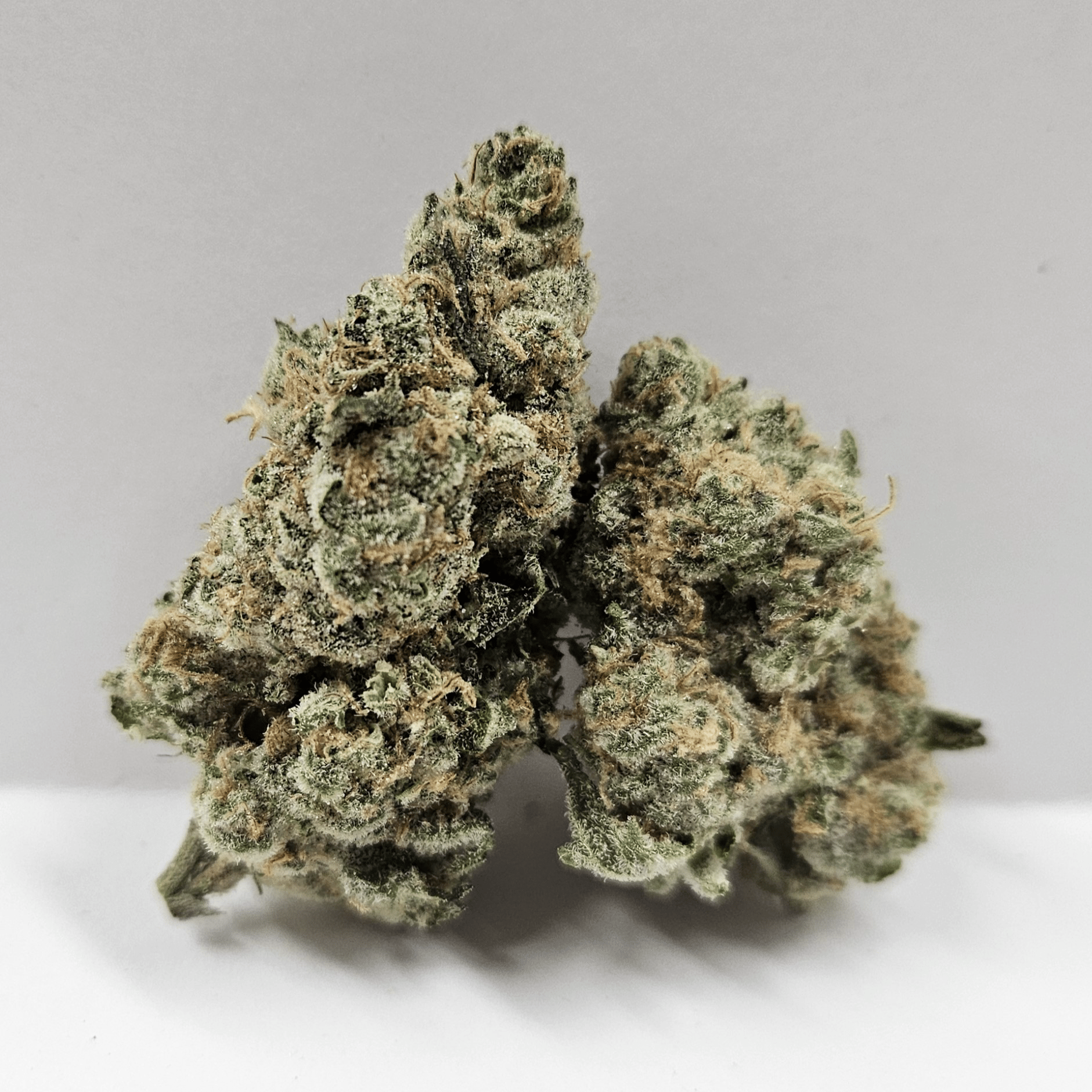 Portal Cannabis | Grease Bucket