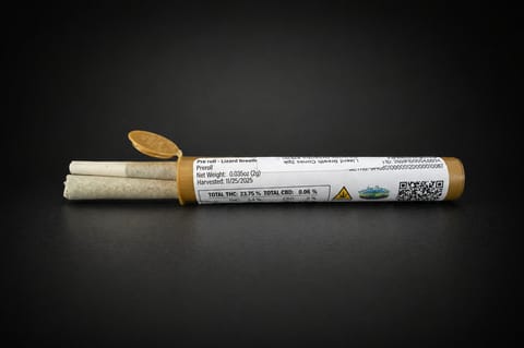2pk Cones Lizard Diesel