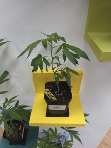 Portal Cannabis | Lemon Cherry Gelato Clone
