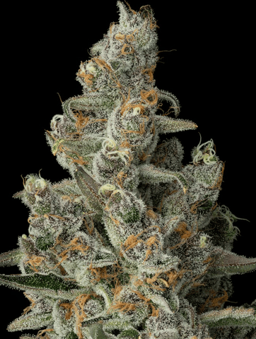 Superboof, Flower, 28g
