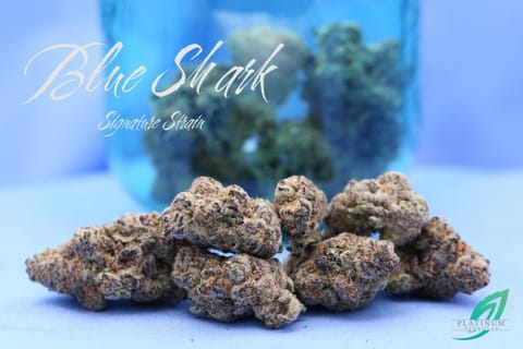 Flower | 3.5g | Hybrid | Blue Shark