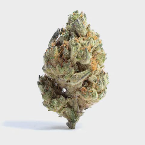 Apricot Scone | Seed & Smith - | Bulk Flower