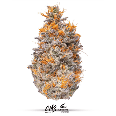 Artificial Red - 3.5g