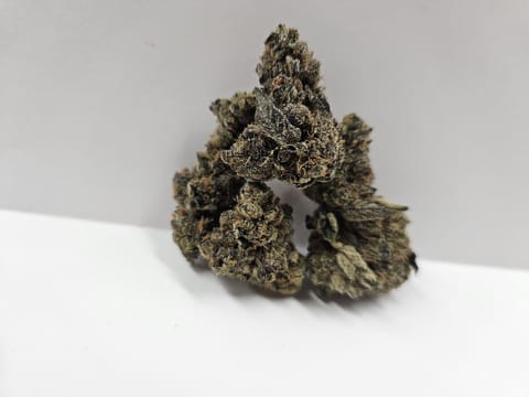 Oregon Roots | GSC Forum Cut