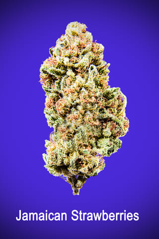 Maggie's Signature Stash | Jamaican Strawberry H | Loose Flower