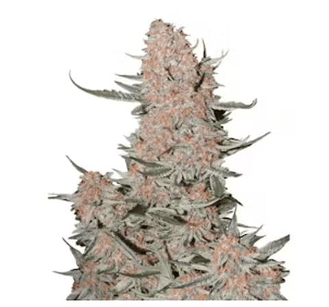 Ztrawberriez Deli Flower New Blondies