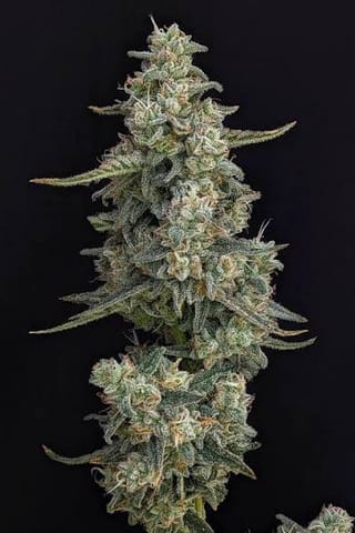 HiFlyer - Premium Flower 3.5g