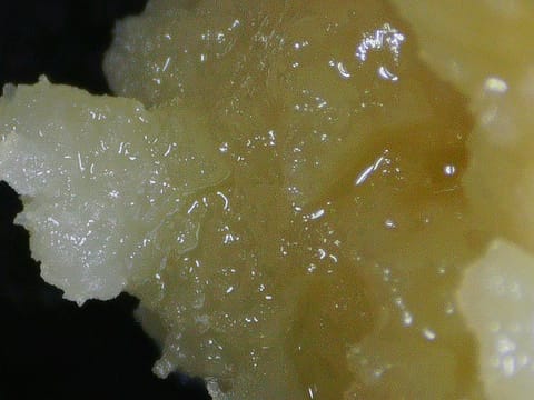 Motor Oil 2g Live Rosin