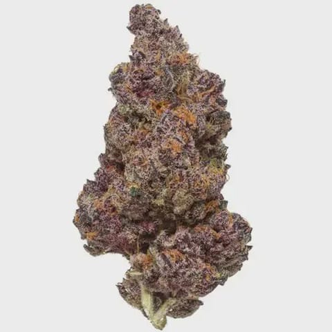 Campfire Tropicana Cherry 4g