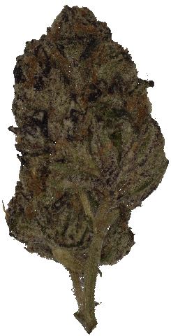 Blue Nerdz - 3.5G