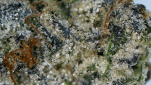 Kush Mints - FLOWER