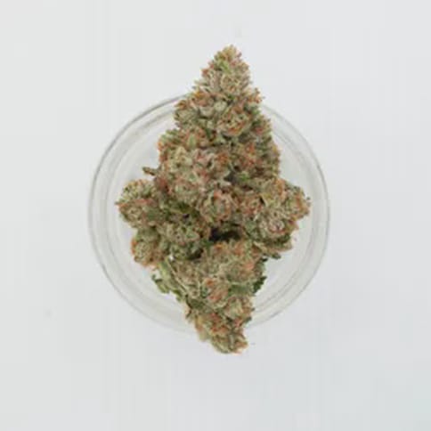 Meowy Jane | Gypsie Road 3.5 Grams