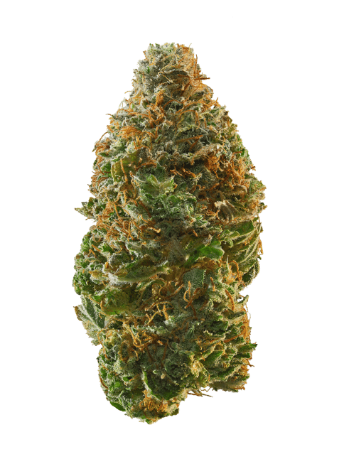 Trop Gelato - 3.5g Bag