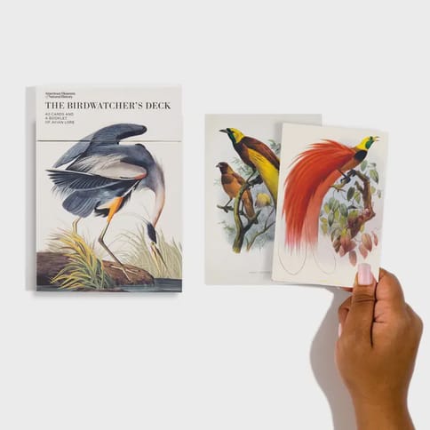 The Birdwatcher's Deck