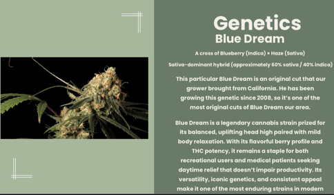 Blüme | Bluie Dream | Flower |