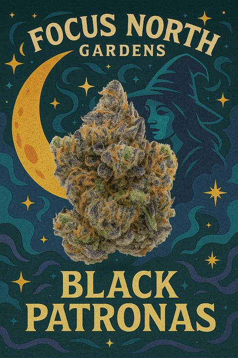 Focus North | Black Patronas