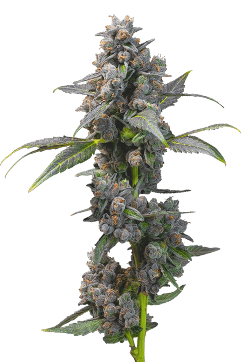Flower | 3.5g | Hybrid | Apples & Bananas