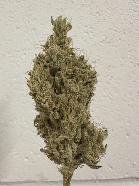 Choof | Dream Machine | - 3.5g