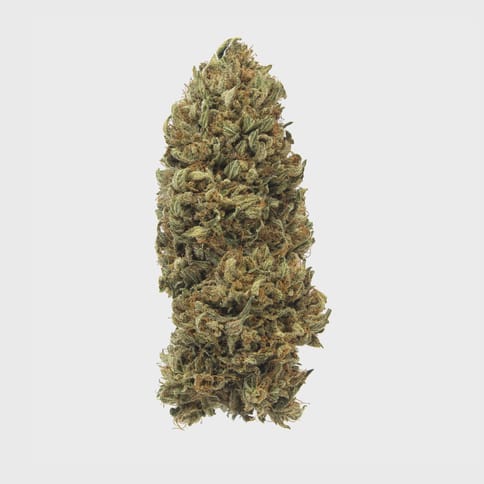 Maggie's Classic Cuts | Guptilla Kush I I I
