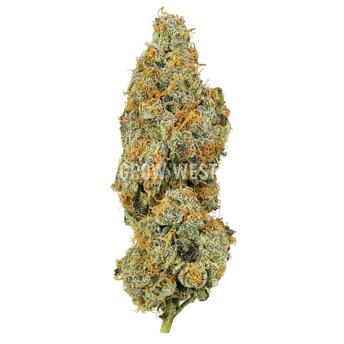 Black Maple - 3.5g