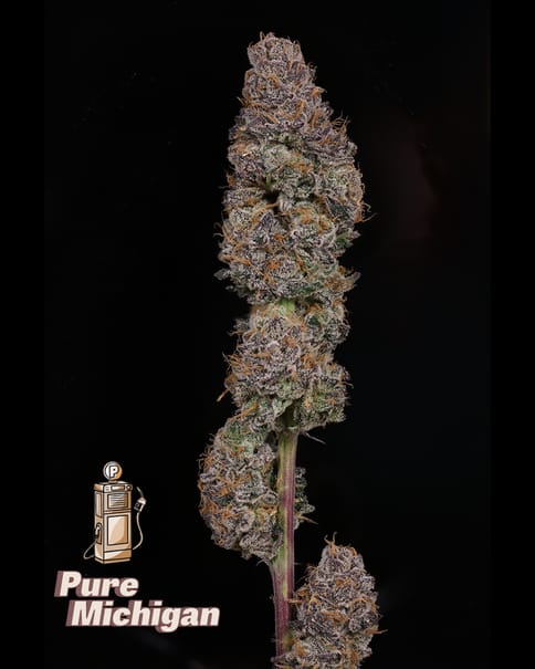 BLUE SHELF DELI FLOWER - PURE MICHIGAN (I/H)