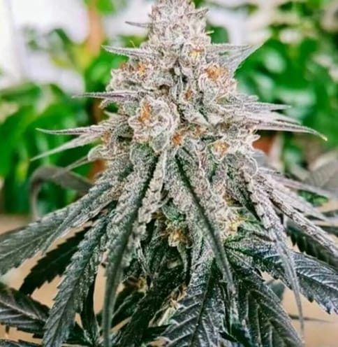 Hog Leg Farm - Blue Zushi - (I/H) Flower