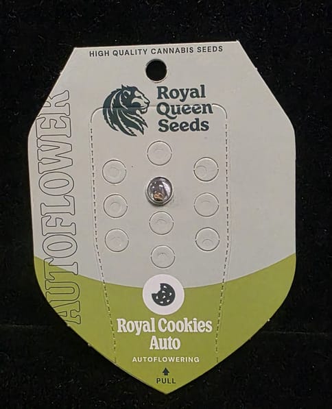 Auto Flowering Seeds - Royal Cookies Auto