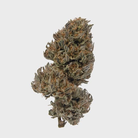 Maggie's Classic Cuts | Gelato Cake | I | Loose Flower