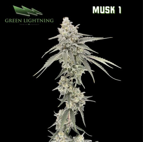 MUSK 1 - Smalls (7g)