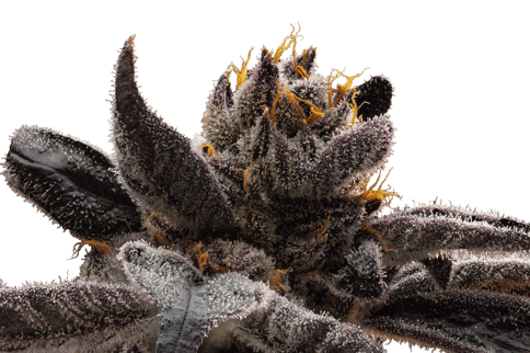 Gruntz | 3.5g