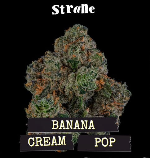 Strane | Flower | - Banana Cream Pop | 3.5g Bag