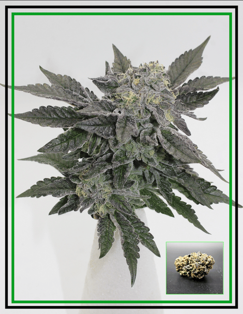 Buds - Snow Globe