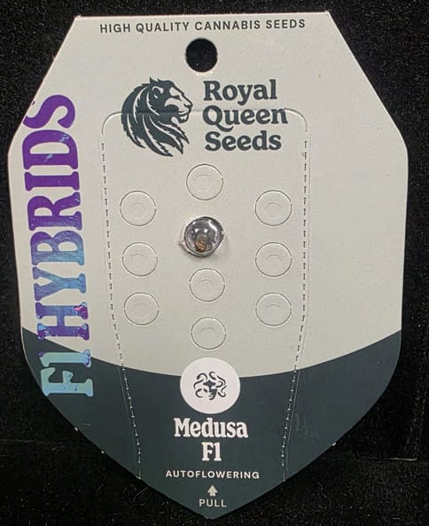 Auto Flowering Seeds - Medusa F1 Auto